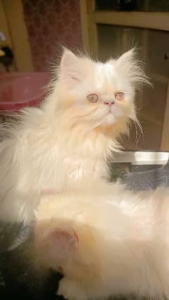 Peke/peki/peki punch face white Kittens