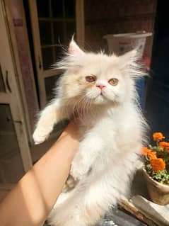 Persian bicolor Male kitten available for sale