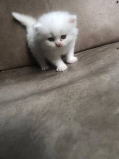 Persian cat