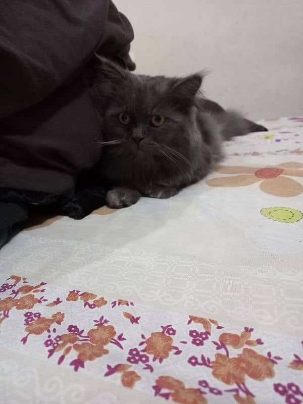 Persian male cat 1