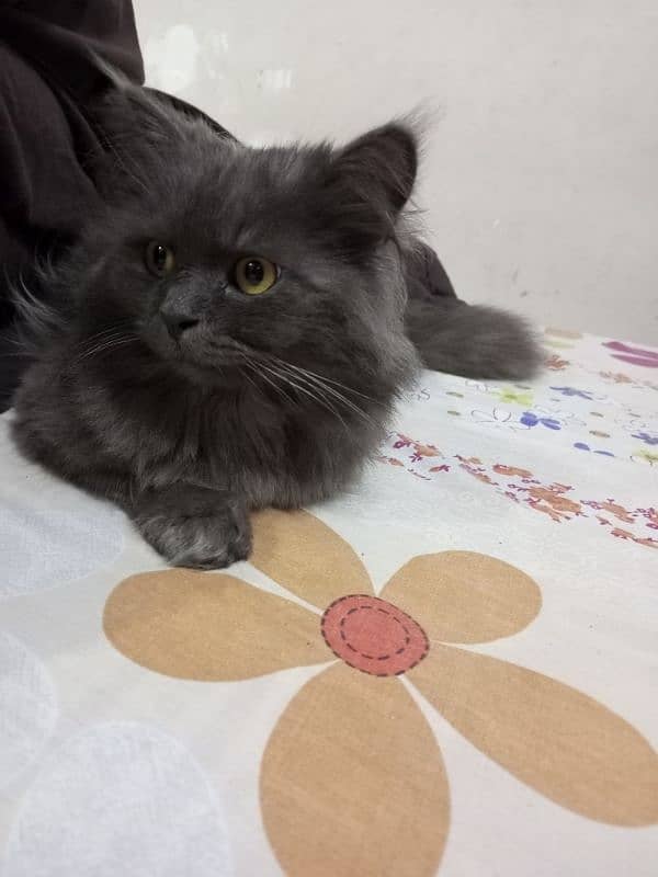 Persian male cat 5