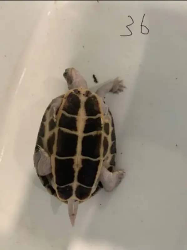 Small Turtless imported are available . . contact 0335/ 59022/60 0