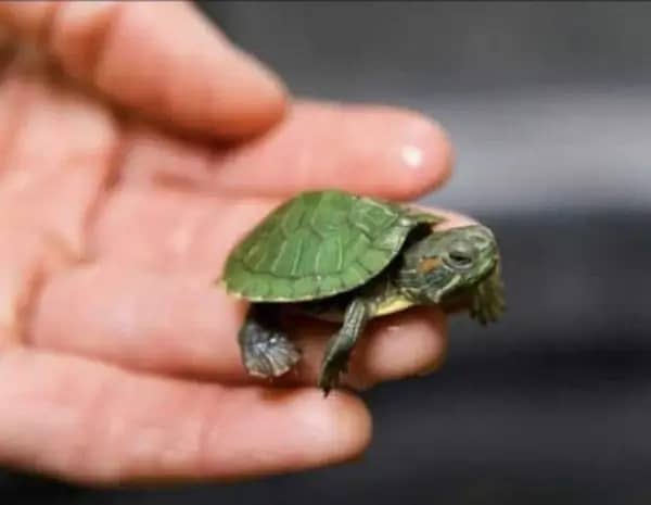 Small Turtless imported are available . . contact 0335/ 59022/60 2