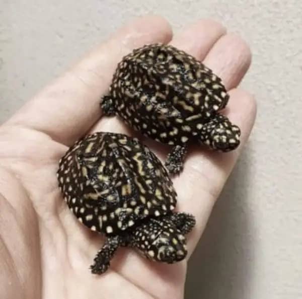 Small Turtless imported are available . . contact 0335/ 59022/60 3