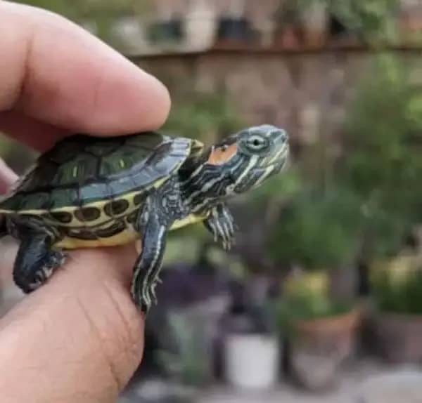 Small Turtless imported are available . . contact 0335/ 59022/60 5