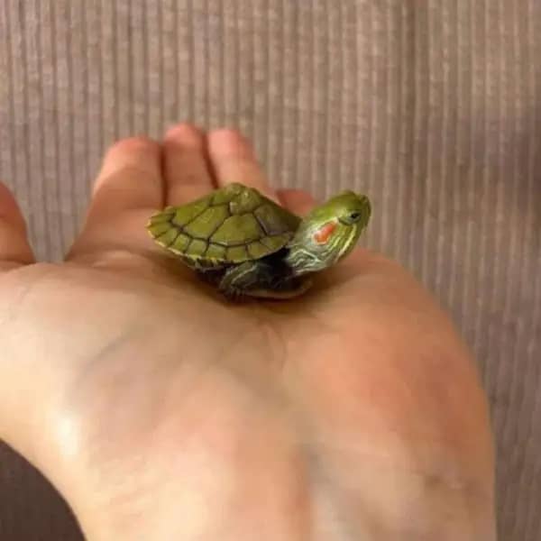 Small Turtless imported are available . . contact 0335/ 59022/60 6