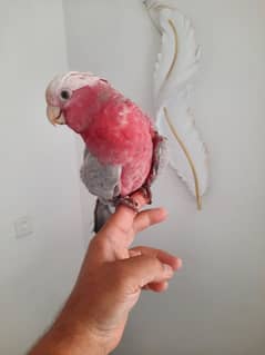 galah