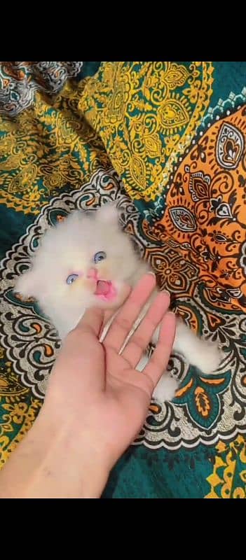 Persian cat for sale male female my WhatsApp 0340=3849=587 1