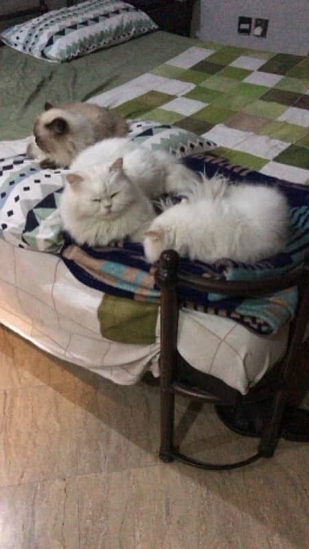 Male and female cat pair 0