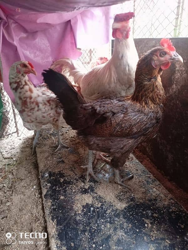 1 rooster,3 hen's cross breed ,regular egg 3