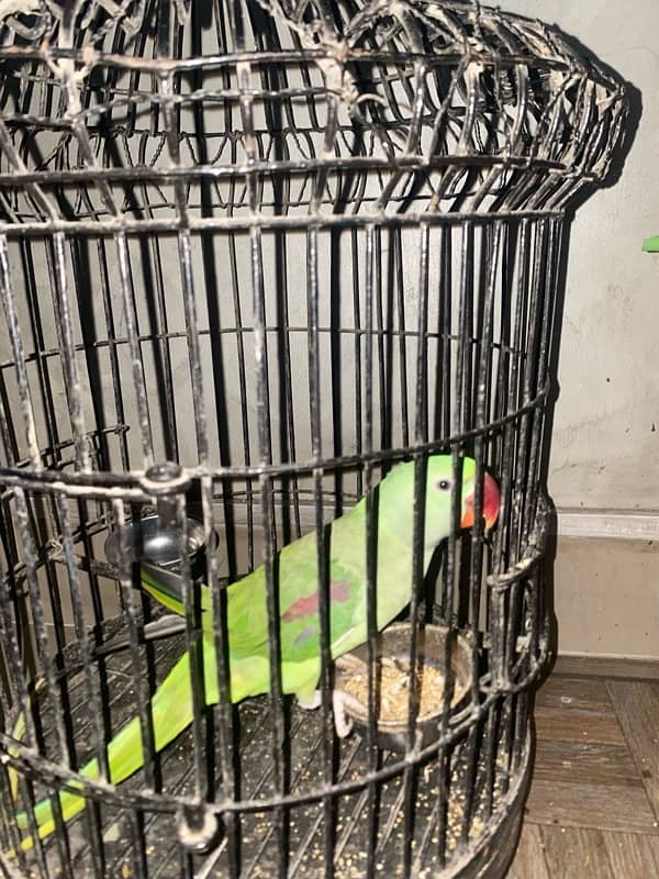 RAW PARROT CAGE 0