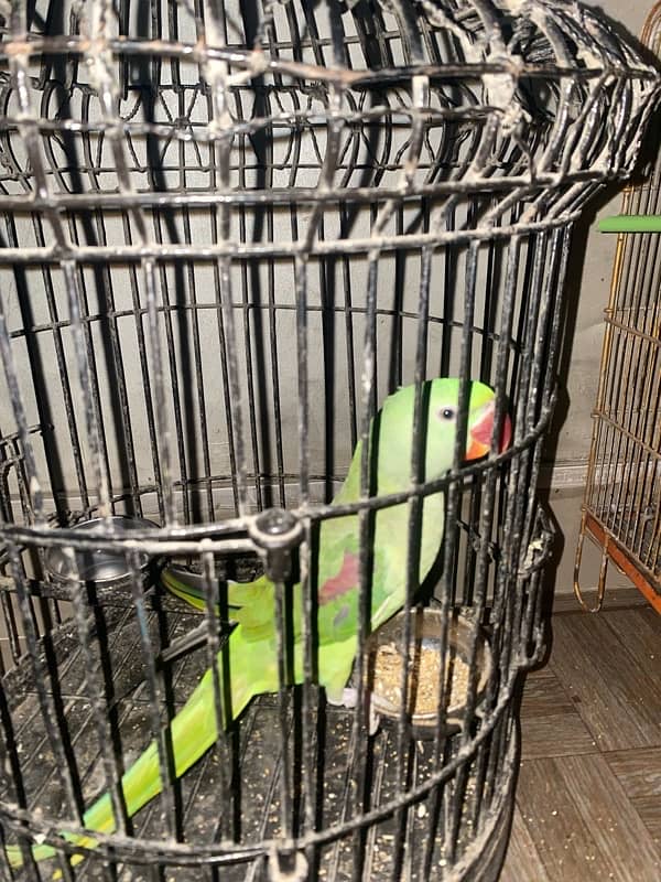 RAW PARROT CAGE 1