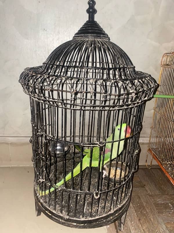 RAW PARROT CAGE 3