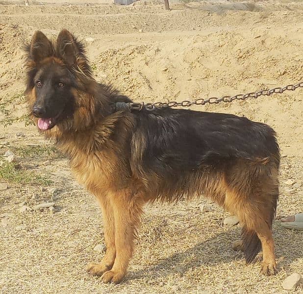 German Shepherd proper long cot 2