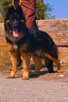 German shepherd male long coated available for sale