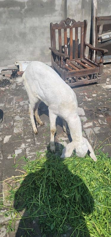 kajla bakra or rajanpuri bakri 6