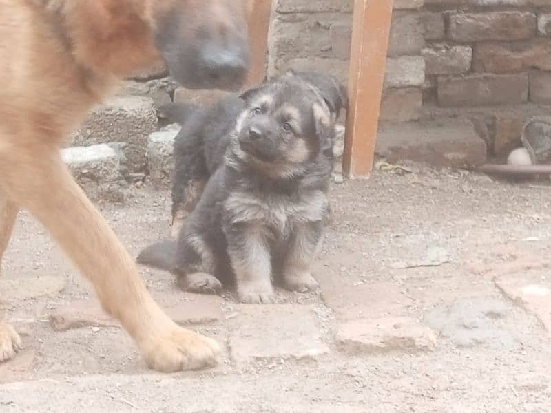 Beautiful German Shepherd pupps, big bone structure and healthy 1