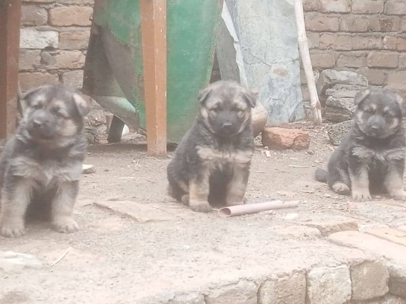 Beautiful German Shepherd pupps, big bone structure and healthy 3