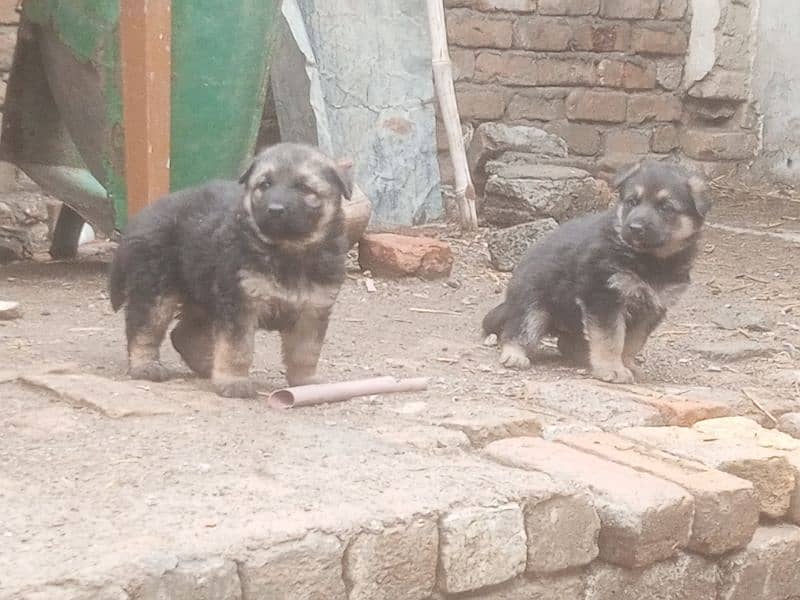 Beautiful German Shepherd pupps, big bone structure and healthy 4