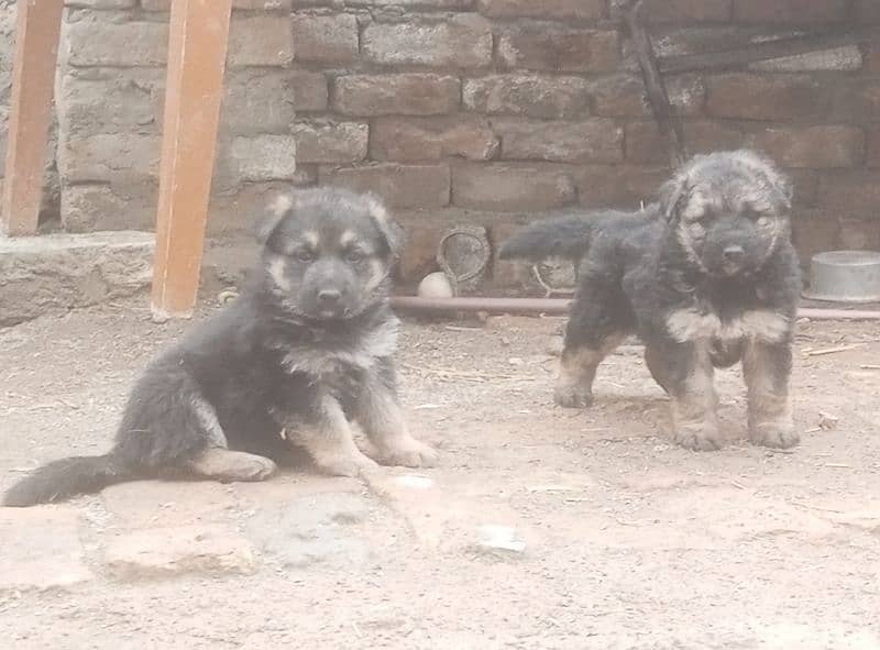 Beautiful German Shepherd pupps, big bone structure and healthy 5