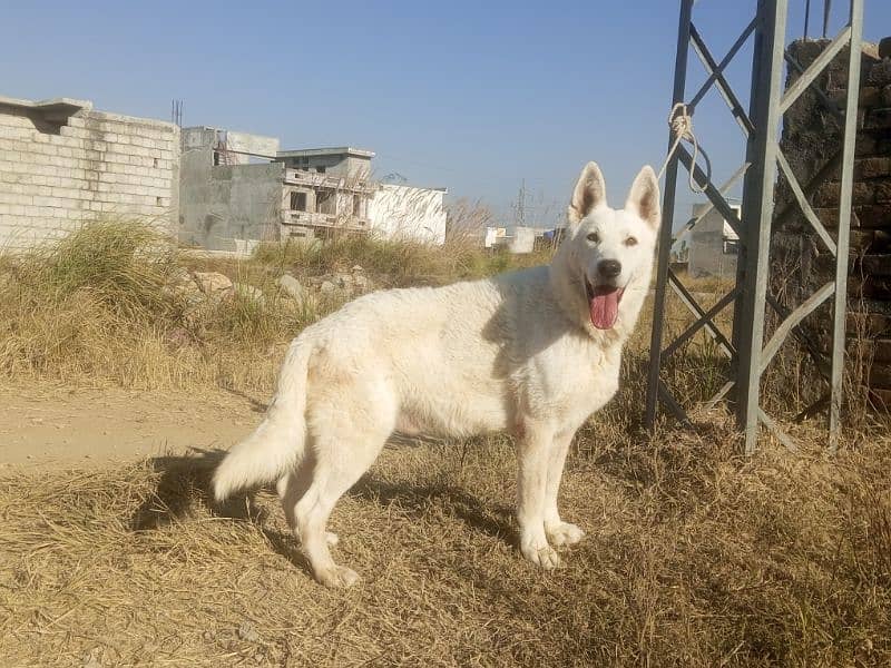 Beautiful German Shepherd pupps, big bone structure and healthy 12