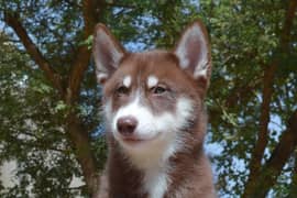 Siberian Husky | Agouti husky | Dog | Husky |  Dog For Sale