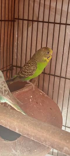 astrailian parrot female forsale