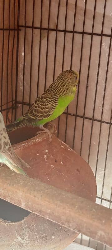 astrailian parrot female forsale 1