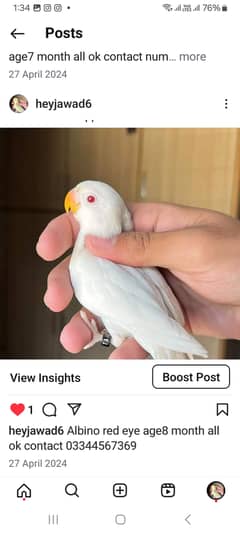 Lovebirds albino parblue daceno pestal breader pairs and chicks 5mont