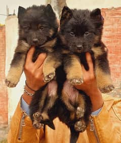 top quality German shepherd long coat puppies