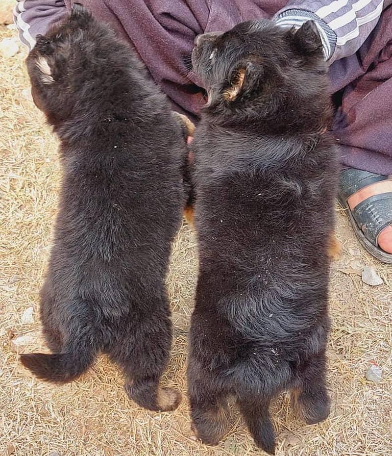 top quality German shepherd long coat puppies 3