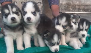 Siberian Husky puppies / husky puppy /blue eye husky