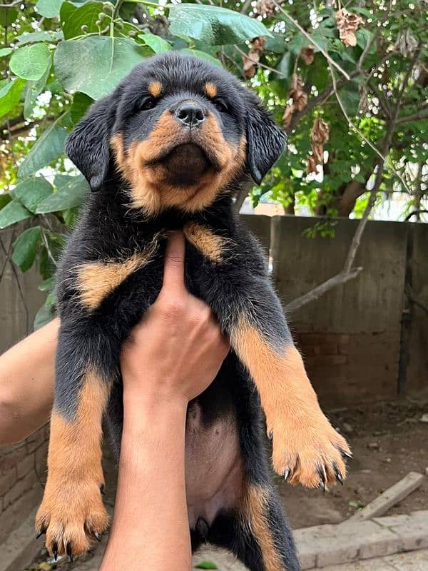 Top quality rottweiler female puppy with massive head size 0