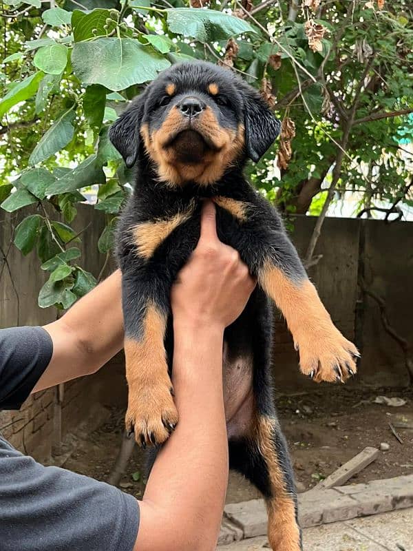 Top quality rottweiler female puppy with massive head size 1