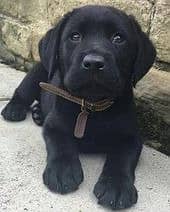 British Labra | Puppies | labrador | Dog | Labra Puppy | Labra