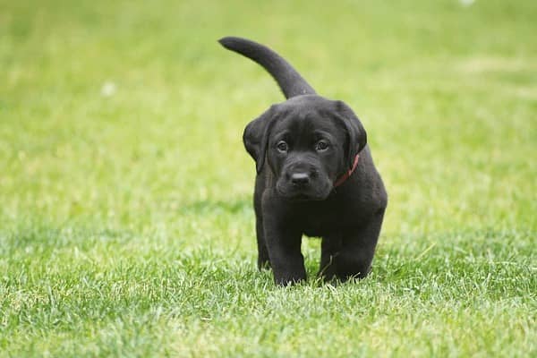 British Labra | Puppies | labrador | Dog | Labra Puppy | Labra 1