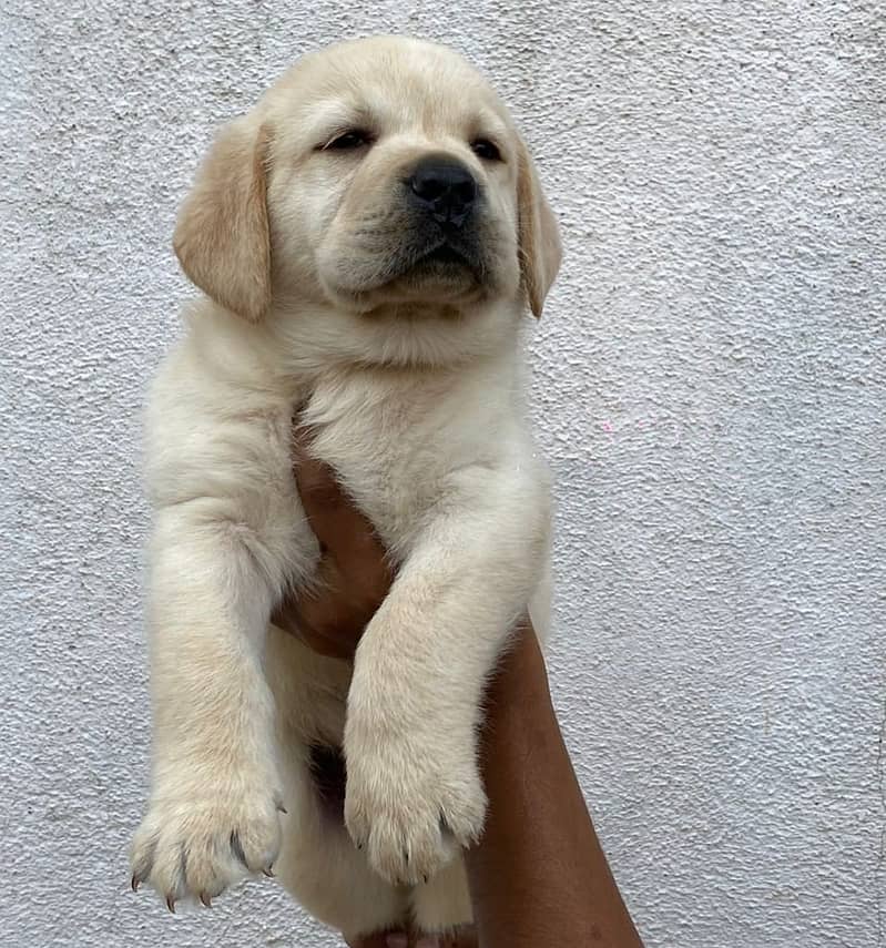 British Labra | Puppies | labrador | Dog | Labra Puppy | Labra 2