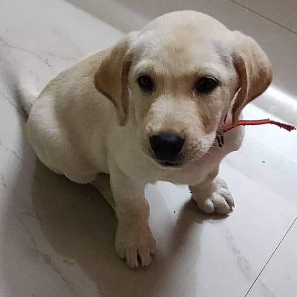 British Labra | Puppies | labrador | Dog | Labra Puppy | Labra 3