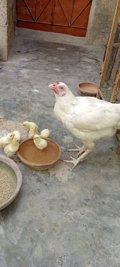 Pure Heera Aseel with 7 chicks