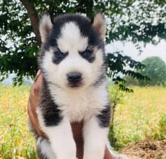 Siberian Husky puppies / husky puppy /blue eye husky