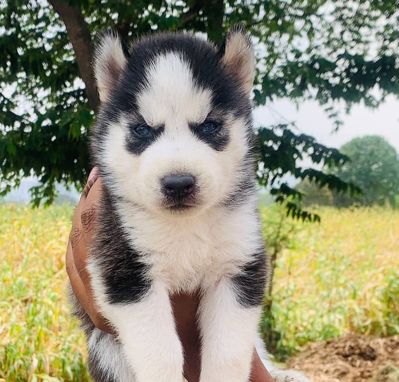 Siberian Husky puppies / husky puppy /blue eye husky 0