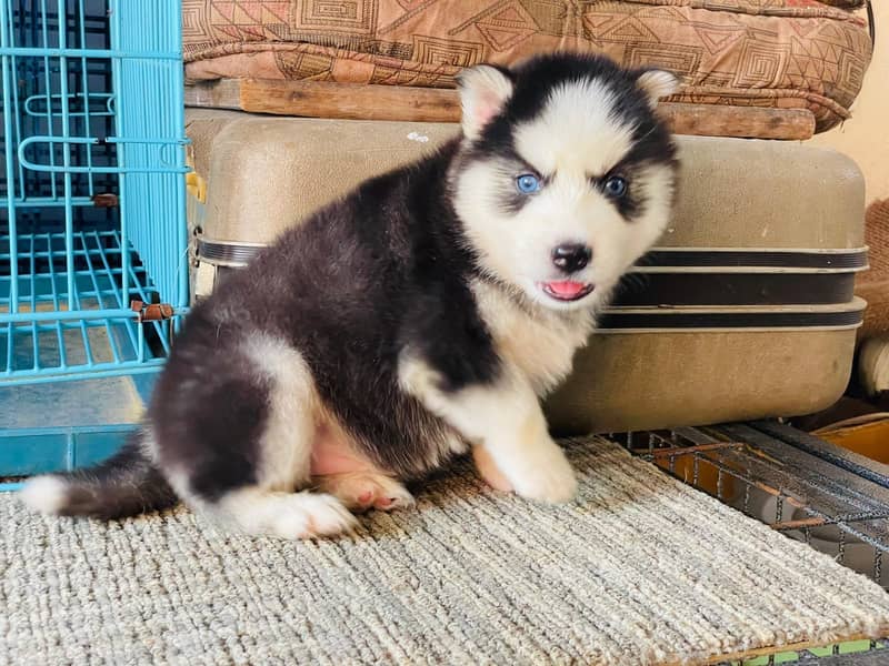 Siberian Husky puppies / husky puppy /blue eye husky 1