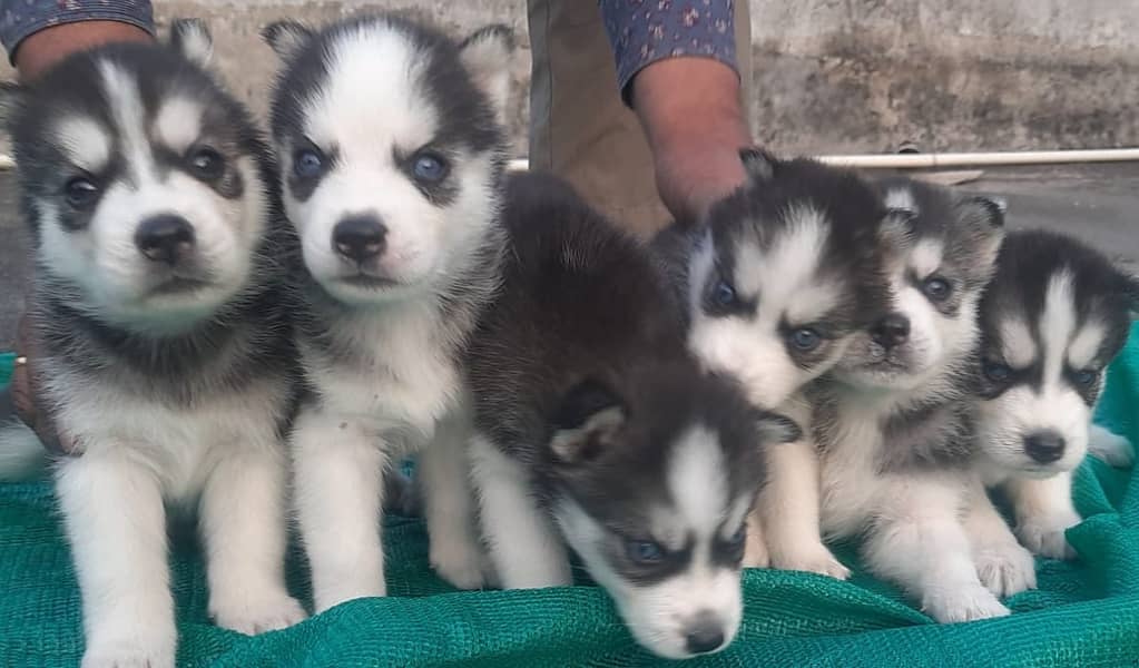 Siberian Husky puppies / husky puppy /blue eye husky 2