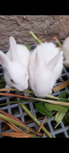 Red eyes white rabbits beautiful