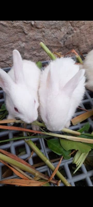 Red eyes white rabbits beautiful 0