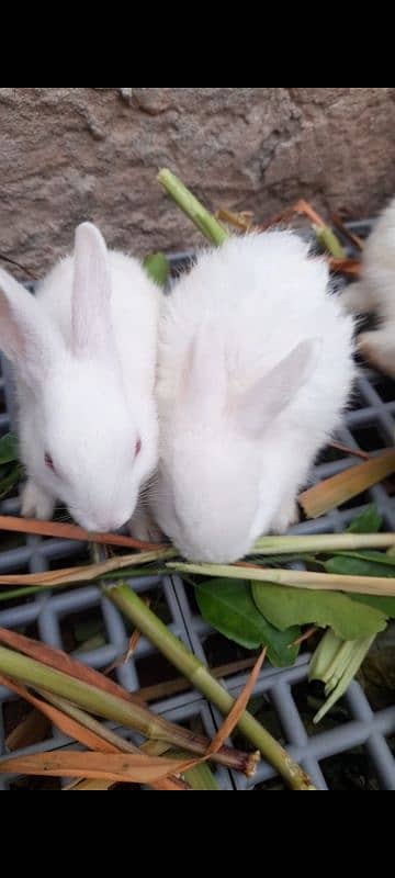 Red eyes white rabbits beautiful 1