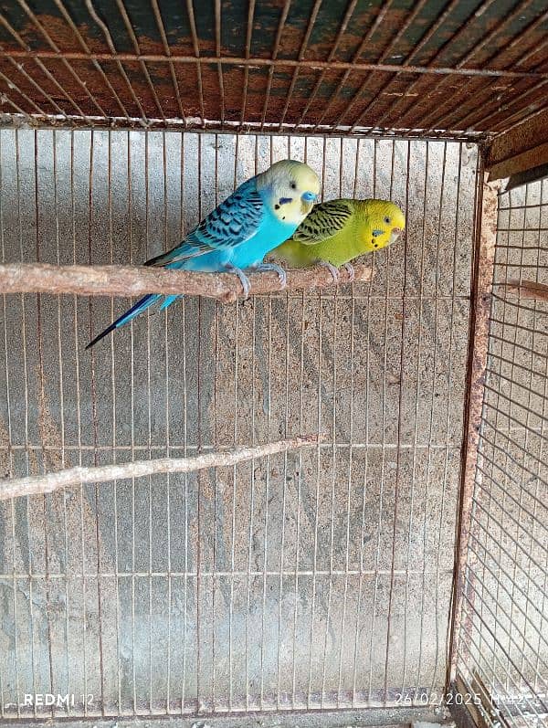 15 Budgies 0