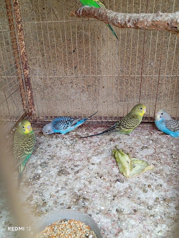 15 Budgies 2