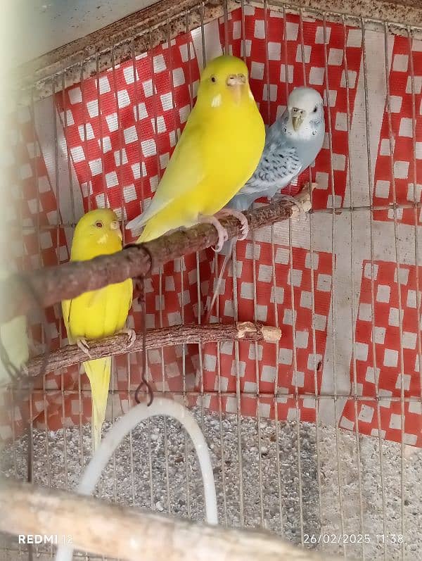 15 Budgies 4