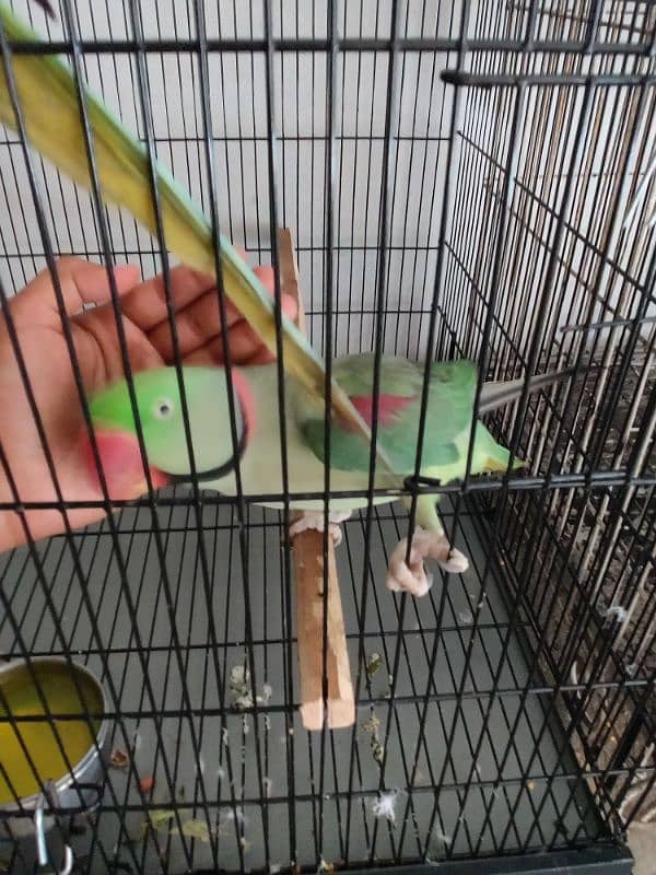 Raw Parrot Breader Pair Age 3+ 0